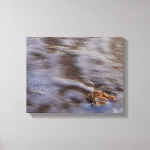 Sea Shells in Surf Stretched Canvas Print