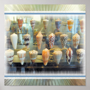 Sea Shells in Window Poster