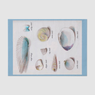 Sea Shells Natural Pastel  10" X 15" Tissue Paper