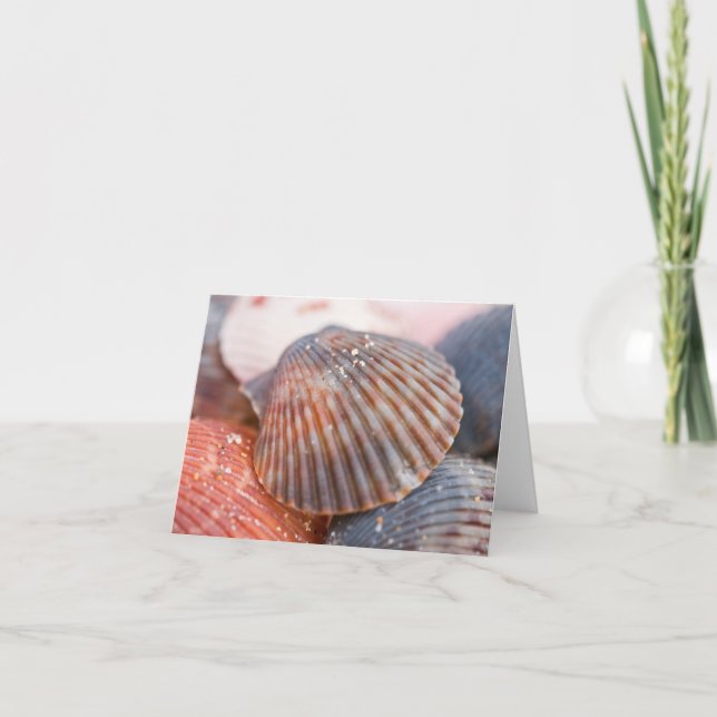 Sea Shells Note Card (Front)
