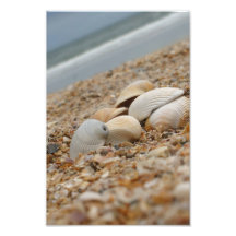 Sea shells on beach photograph Imaginative Imagery