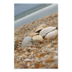 Sea shells on beach photograph Imaginative Imagery