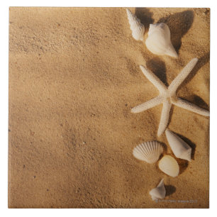 Sea shells on sand tile