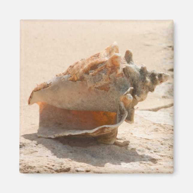 Sea Shells On The Beach Magnet (Front)