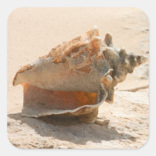 Sea Shells On The Beach Square Sticker