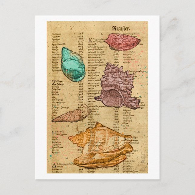 Sea Shells Postcard (Front)