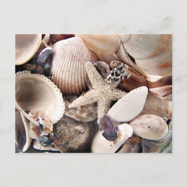 Sea Shells Postcard (Front)