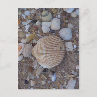 Sea shells postcard