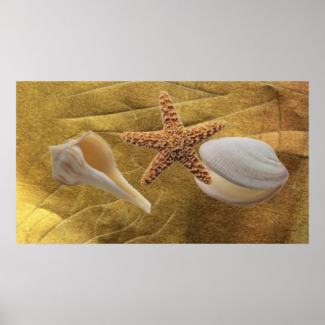 Sea Shells Poster (Front)
