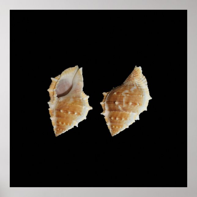 Sea Shells Poster (Front)