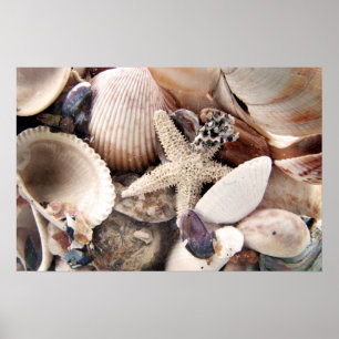 Sea Shells Poster