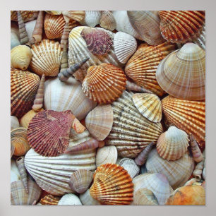 Sea Shells Poster