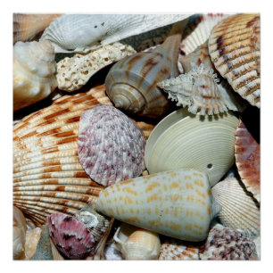 Sea Shells Poster