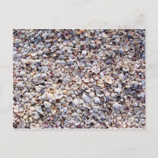Sea Shells Sanibel Island Florida Postcard