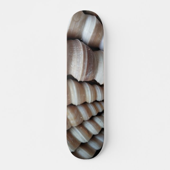 Sea Shells Summer Beach Exotic Tropical Skateboard (Front)