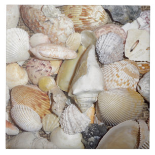 Sea Shells Tile