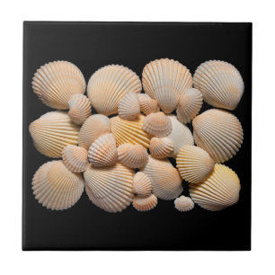 Sea Shells Tile