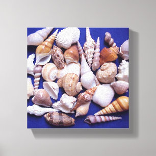 Sea Shells Wrapped Canvas Art