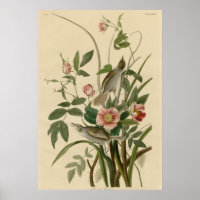 Sea side Finch