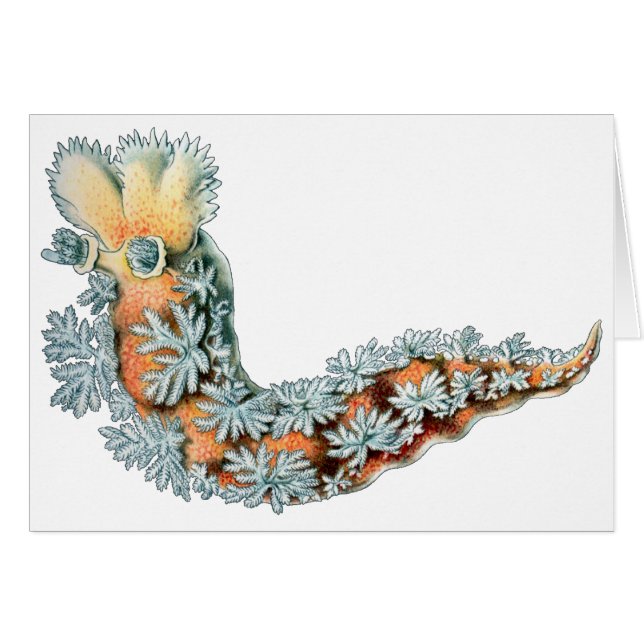 Sea Slug (Front Horizontal)