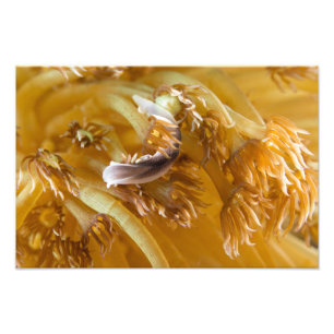 Sea Slug on Yellow Anemone Photo Print