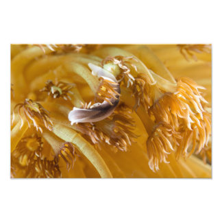 Sea Slug on Yellow Anemone Photo Print