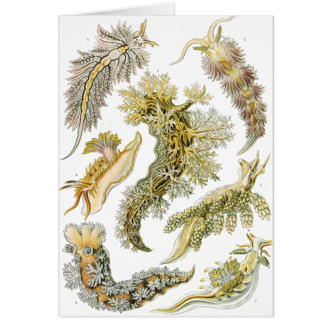 Sea Slugs by Ernst Haeckel, Vintage Nudibranchia (Front)