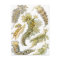 Sea Slugs by Ernst Haeckel, Vintage Nudibranchia