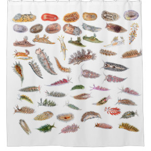 Sea slugs from Britain Shower Curtain
