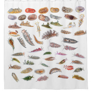 Sea slugs from Britain Shower Curtain