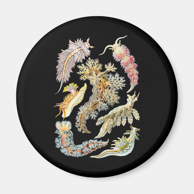 Sea slugs magnet (Front)