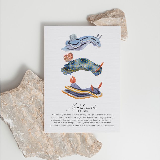 Sea Slugs Postcard (Creator Uploaded)