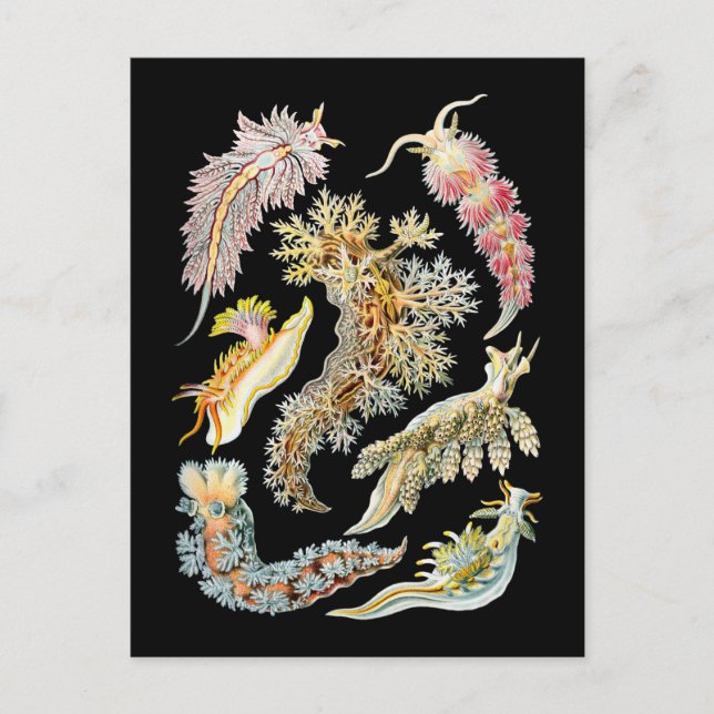 Sea slugs postcard (Front)