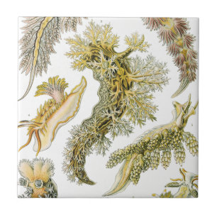 Sea Slugs, Snails by Ernst Haeckel, Vintage Animal Tile