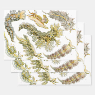 Sea Slugs, Snails by Ernst Haeckel, Vintage Animal Wrapping Paper Sheet