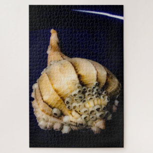 Sea Snail Shell with Barnacles Jigsaw Puzzle