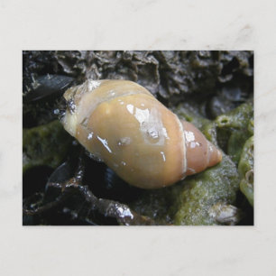 Sea Snail, Unalaska Island Postcard