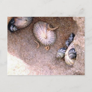 Sea Snails and Barnacles Postcard