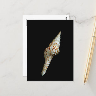 Sea Spindle Postcard