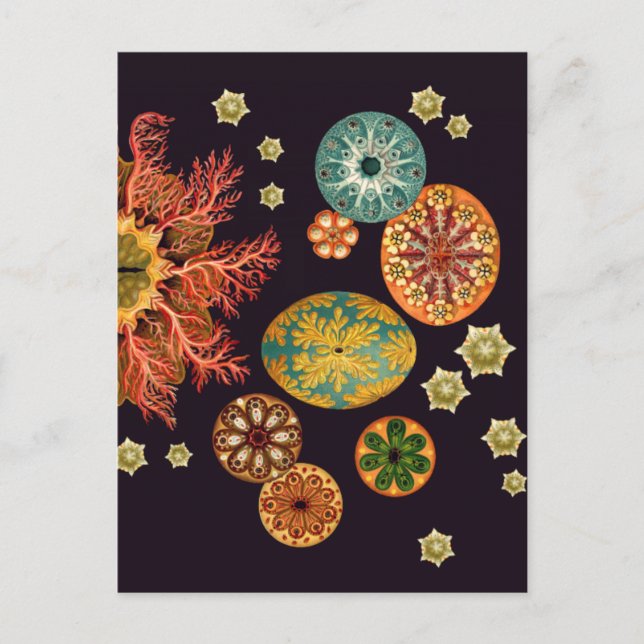 Sea Squirt Remix Postcard (Front)