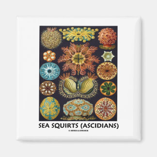 Sea Squirts (Ascidians - Artforms Of Nature) Magnet