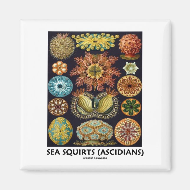 Sea Squirts (Ascidians - Artforms Of Nature) Magnet (Front)