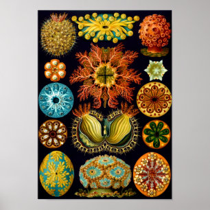 Sea Squirts, Ernst Haeckel Fine Art Poster