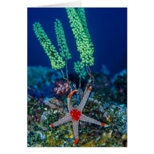 Sea Star and Tunicate
