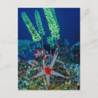 Sea Star and Tunicate