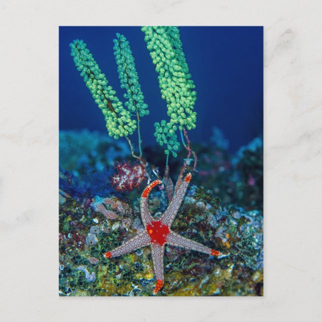 Sea Star and Tunicate Postcard (Front)