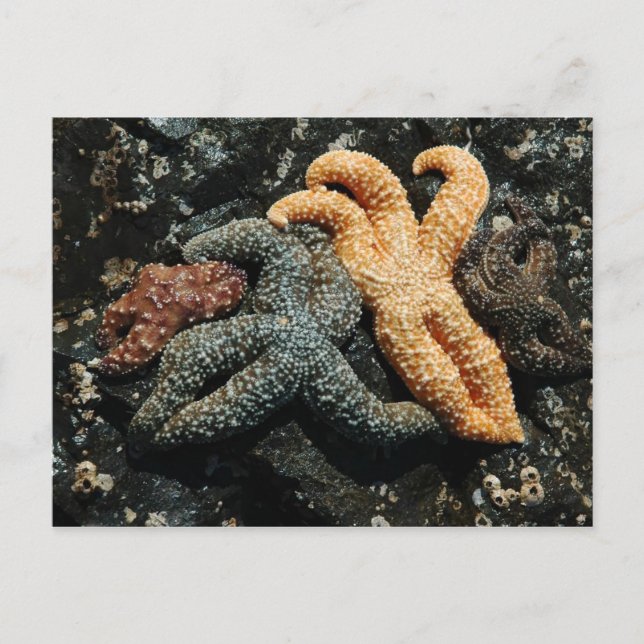 Sea Star Family Postcard (Front)