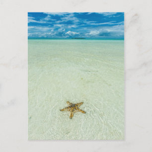 Sea star in shallow water, Palau Postcard