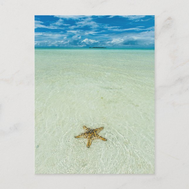 Sea star in shallow water, Palau Postcard (Front)