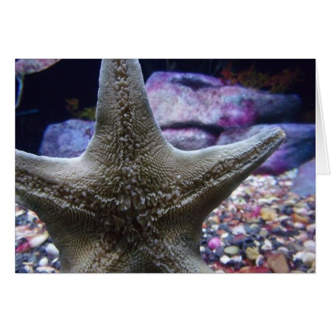Sea Star Notecard (Front Horizontal)
